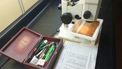 Aedes aegypti, Cenpat, CIENCIA, CONICET, dengue, noticias, salud