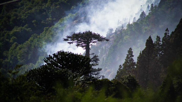 incendio forestal, PARQUE NACIONAL LANIN