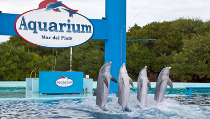 aquarium, Mar del Plata, medioambiente, noticias