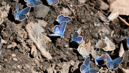 CIENCIA, mariposas, medioambiente, noticias