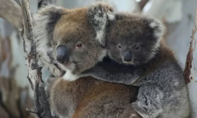 australia, estado de victoria, eutanasia, koala, matanza, parque nacional de budj bim