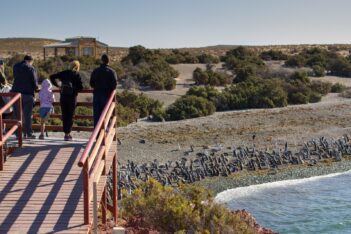 noticias, pingüinos, Punta Tombo, turismo