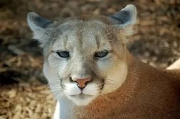 jujuy, puma