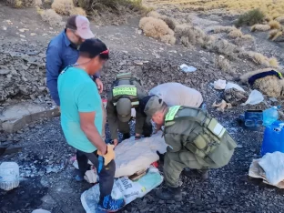 delfin, depredador, gendarmería, ictiosaurio, Neuquén, reptil marino