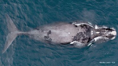 ballena, Chile, medioambiente, Pesca