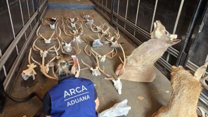 aduana, antilope, Brasil, caza, ciervo, faunha silvestre, jabali, puma, taxidermia