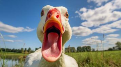 El pato y sus ecos