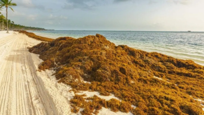 El sargazo ya es una amenaza ambiental mundial sin control