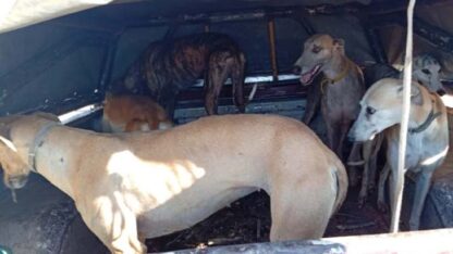 caza ilegal, CÓRDOBA, perros