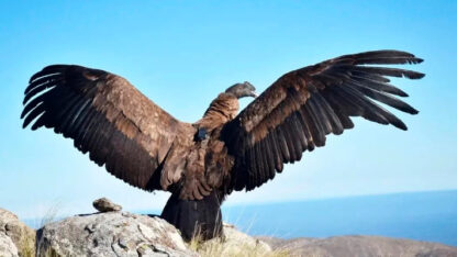biondina, cierro el amargo, condor, cóndor andino, conservación, culluncha, francisco, rehabilitación, San Luis
