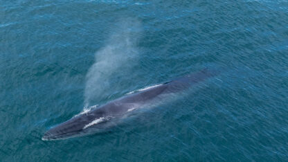 BALLENA SEI, Cenpat, CIENCIA