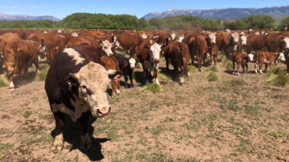 barrera sanitaria, libre de aftosa, Patagonia