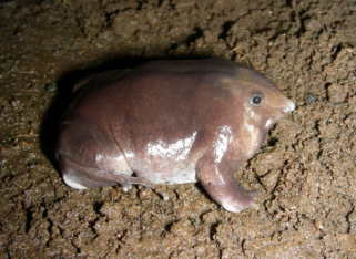Animalito e’ dios