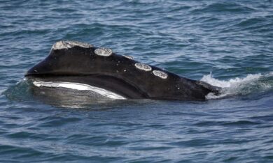 atlantico norte, ballena franca, CIENCIA, medioambiente