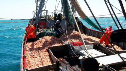 fresqueros, Pesca, prospección de langostino