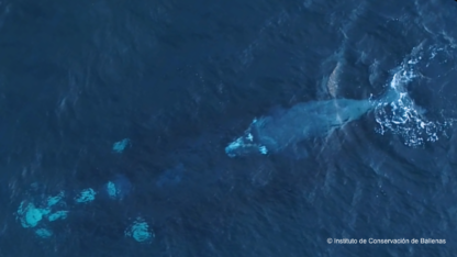avistaje, ballenas, medioambiente, turismo
