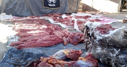 Armas, Carne, guanaco, kilos