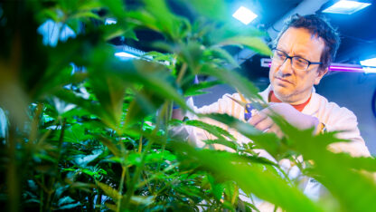 cannabis, Cenpat, CIENCIA, CONICET, salud
