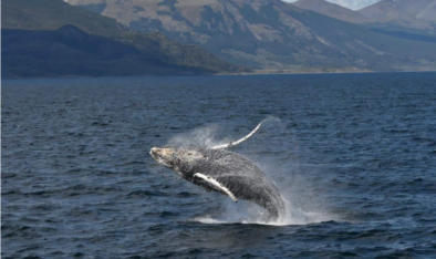 ballenas, canal del Beagle, medioambiente, Tierra del Fuego