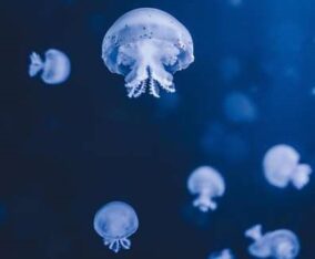 La IA está revolucionando la conservación marina