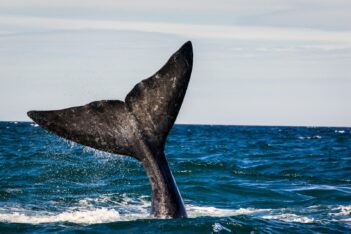 Etiquetas: ballenas, comodoro, medioambiente, Rada Tilly, turismo