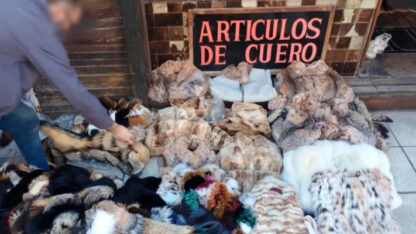 Etiquetas: Allanamiento, animales en extincion, Cristina Kirchner, hunor gambos, PRENDAS, VILLA CRESPO