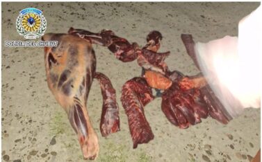Etiquetas: Carne, chubut, policial, Potrillo