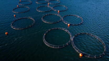 Etiquetas: Salmonicultura, Tierra del Fuego