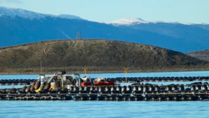 Estudian el canal Beagle para el primer cultivo de mejillones a escala industrial