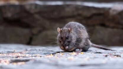 Etiquetas: El Bolsón, roedores, salud