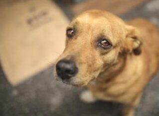 Etiquetas: envenenados, investigación, Martini, perros, Rawson