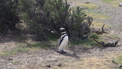 Etiquetas: chubut, Punta Tombo, temporada de pingüinos, turismo