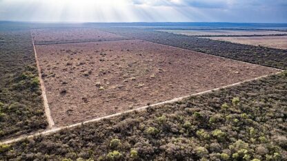 Etiquetas: desforestación, desmonte, Greenpeace, medioambiente, SALTA