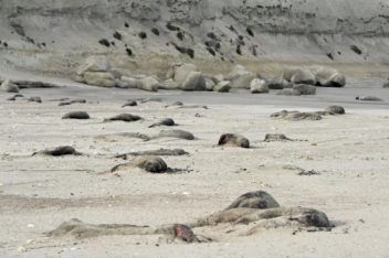 Etiquetas: elefantes marinos, medioambiente, peninsula valdes
