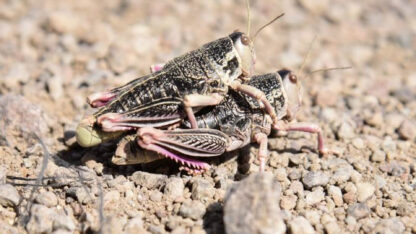 Etiquetas: medioambiente, producción, tucura sapo