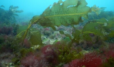 Etiquetas: algas, Cenpat, chubut