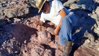 Etiquetas: CIENCIA, Neuquén, peleotologia, tortuga