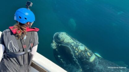 Etiquetas: CIENCIA, icb, medioambiente, siguiendo ballenas