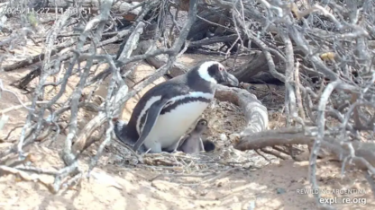 Etiquetas: CIENCIA, CONICET, pingüinos, streaming