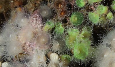 Etiquetas: Cenpat, CIENCIA, ciencias del mar, CONICET