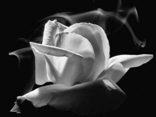 Etiquetas: cigarrillo, medioambiente, plantas, tabaco