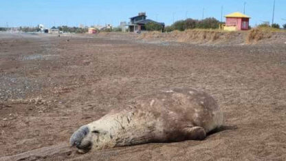 Etiquetas: elefantes marinos, mpf chubut, Playa Unión