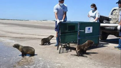 Etiquetas: lobos marinos, medioambiente, mundo marino, rescate, san clemente del tuyu