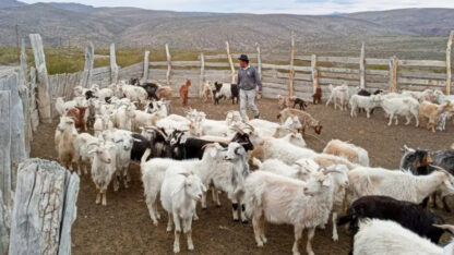 Neuquén, refugos ganaderos