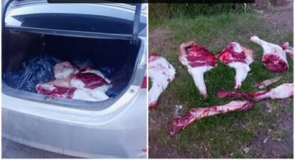 Detienen a un hombre por caza ilegal y secuestran un guanaco faenado en la Ruta 48