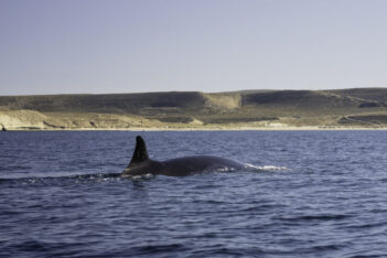 Etiquetas: BALLENA SEI, CIENCIA, CONICET