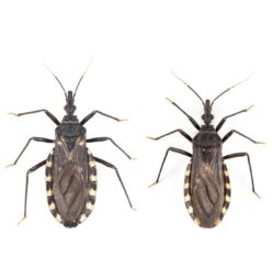 Etiquetas: Cenpat, chagas, CIENCIA, CONICET, salud, vinchucas