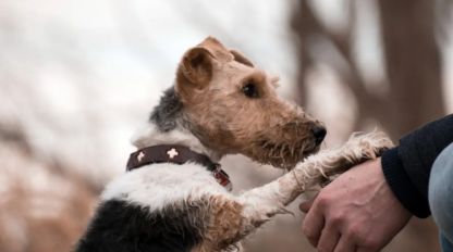 ¿Por qué los perros nos dan la pata?