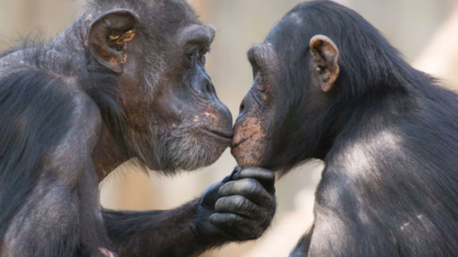 El beso en los labios es un rasgo que evolucionó hace 21 millones de años