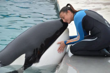 Murió Kshamenk, la última orca en cautiverio de Argentina